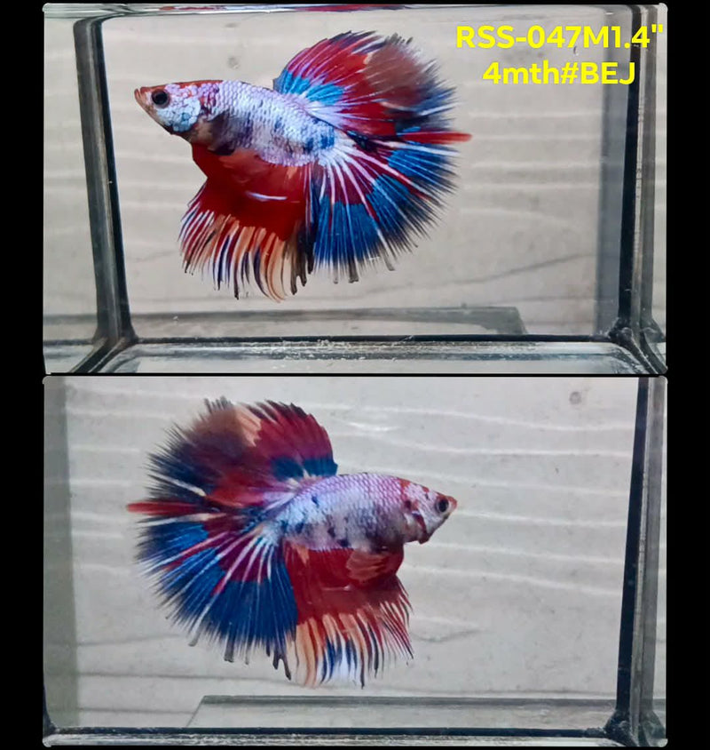 Live Male Betta Fancy Marble mixed colors Halfmoon(RSS-047) High quality What you see What you get!!