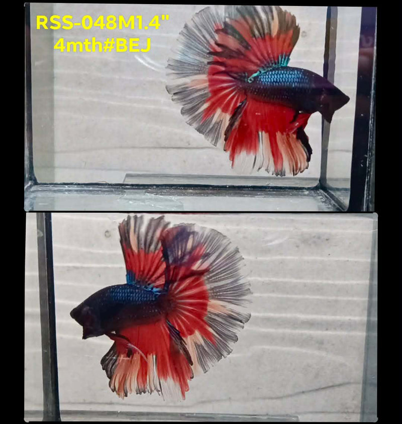 Live Male Betta Fancy Red Blue Scale Halfmoon(RSS-048) High quality What you see What you get!!