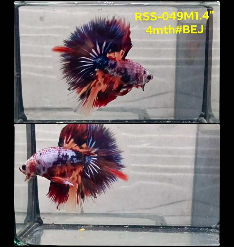 Live Male Betta Fancy Marble mixed colors Halfmoon(RSS-049) High quality What you see What you get!!