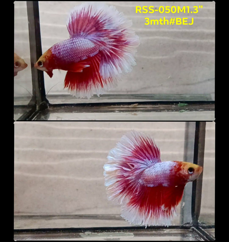 Live Male Betta Fancy Pink Sweet tone Halfmoon Rosetail (RSS-050) High quality What you see What you get!!
