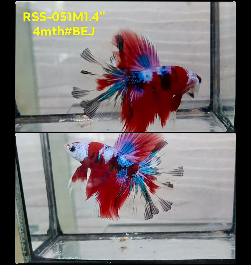 Live Male Betta Red Galaxy Koi Halfmoon (RSS-051) High quality What you see What you get!!