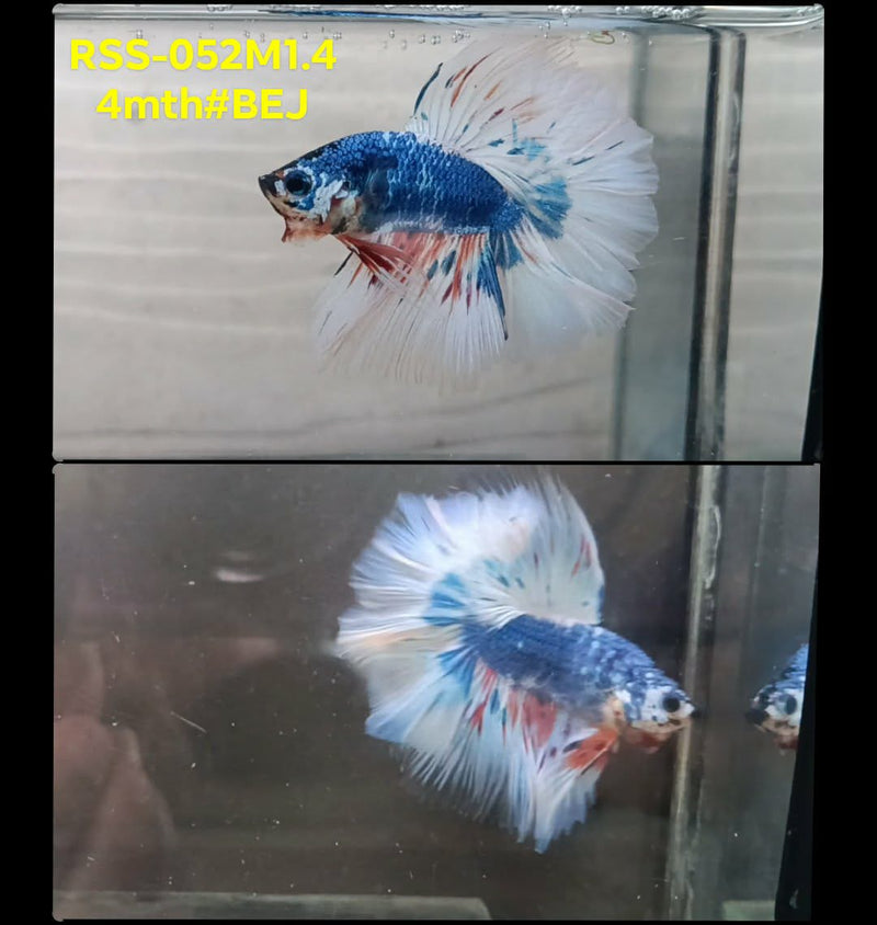 Live Male Betta Fancy Marble Halfmoon (RSS-052) High quality What you see What you get!!