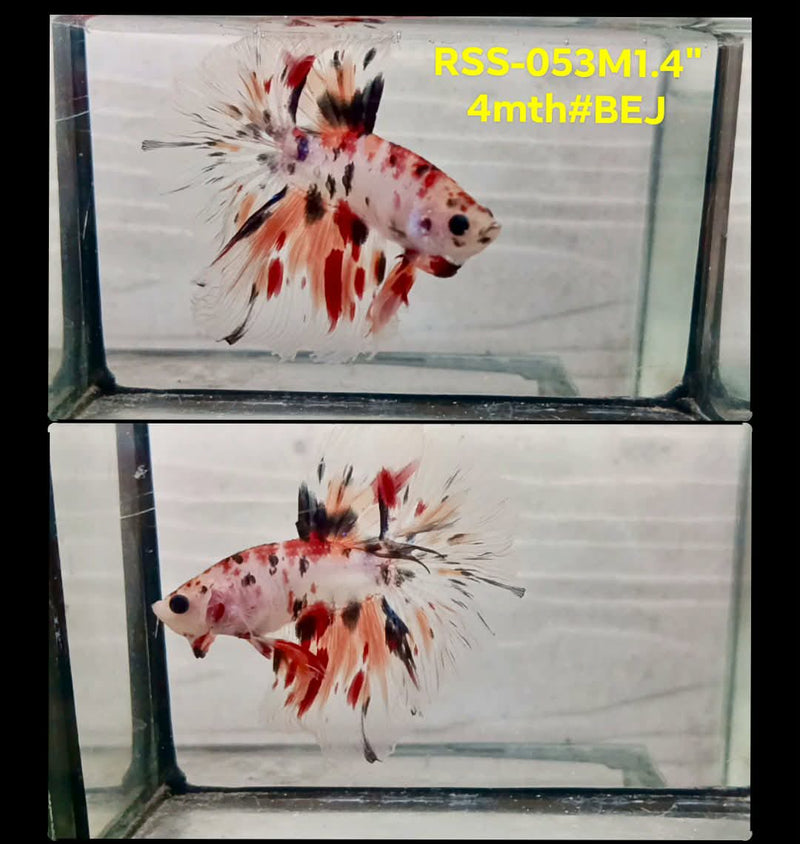 Live Male Betta Classic Red Koi Halfmoon (RSS-053) High quality What you see What you get!!