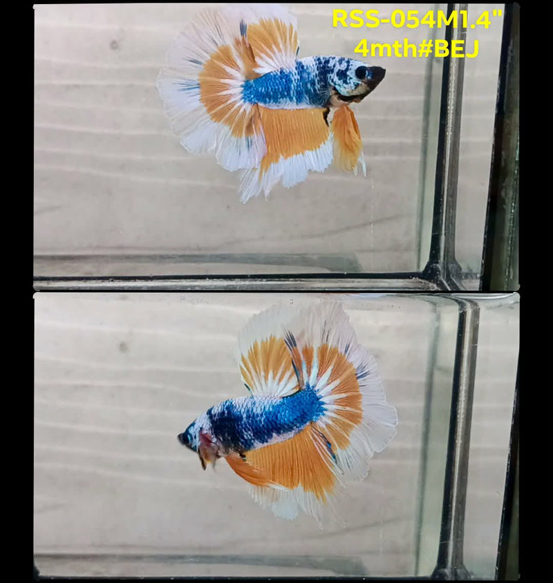 Live Male Betta Yellow Blue Marble Tri-colors Pattern Halfmoon (RSS-054) High quality What you see What you get!!