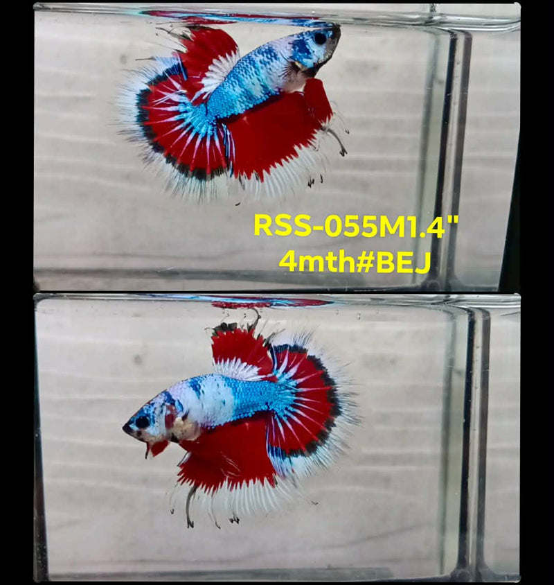 Live Male Betta Red Blue Fancy Marble Tri-colors Halfmoon (RSS-055) High quality What you see What you get!!