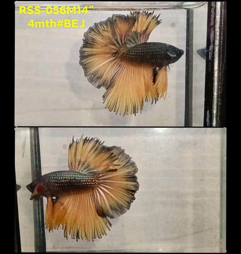 Live Male Betta Yellow Copper Mustard Halfmoon Rosetail (RSS-056) High quality What you see What you get!!