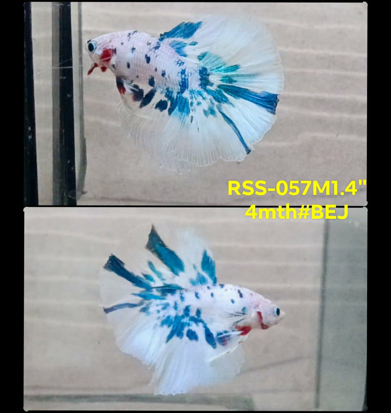 Live Male Betta Fancy Blue marble Polkadot Halfmoon (RSS-057) High quality What you see What you get!!
