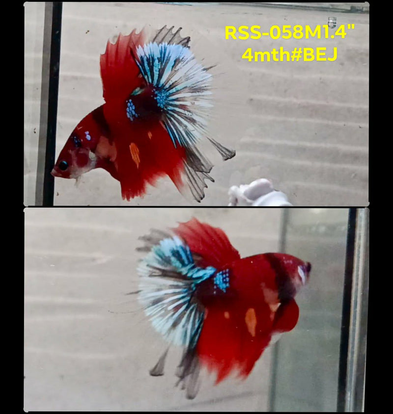 Live Male Betta Red Galaxy Koi Halfmoon (RSS-058) High quality What you see What you get!!