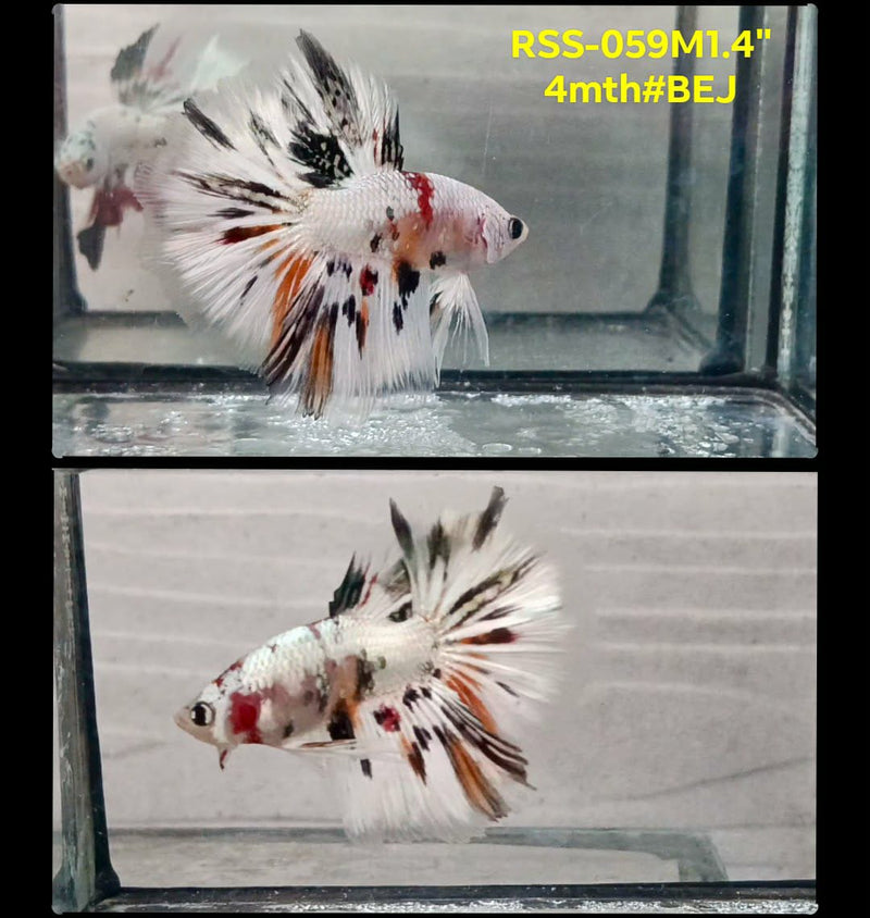 Live Male Betta Fancy Copper Platinum Halfmoon (RSS-059) High quality What you see What you get!!