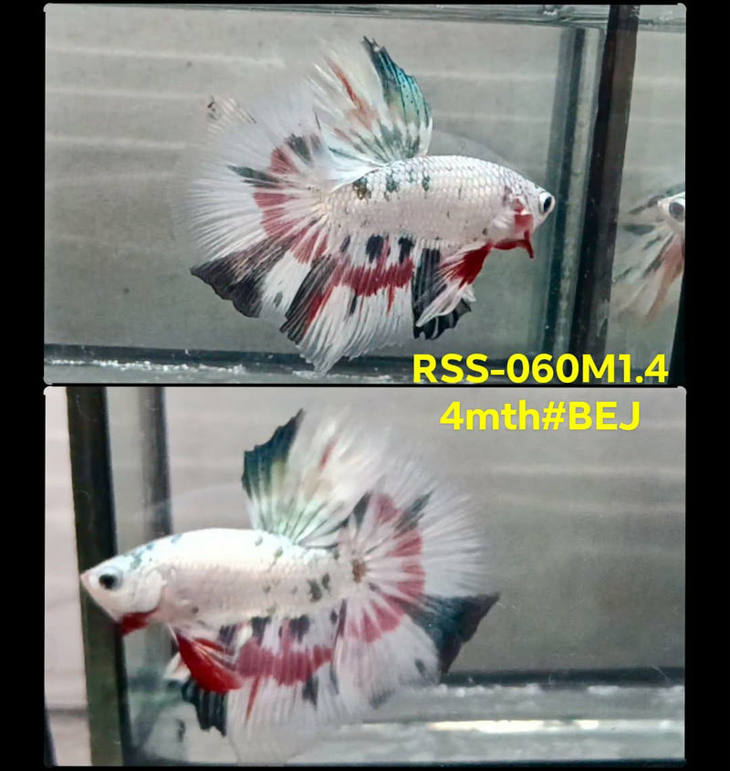Live Male Betta Fancy Copper Platinum Halfmoon (RSS-060) High quality What you see What you get!!