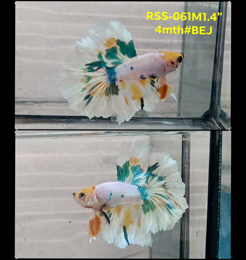 Live Male Betta Fancy Green Yellow Marble Halfmoon (RSS-061) High quality What you see What you get!!