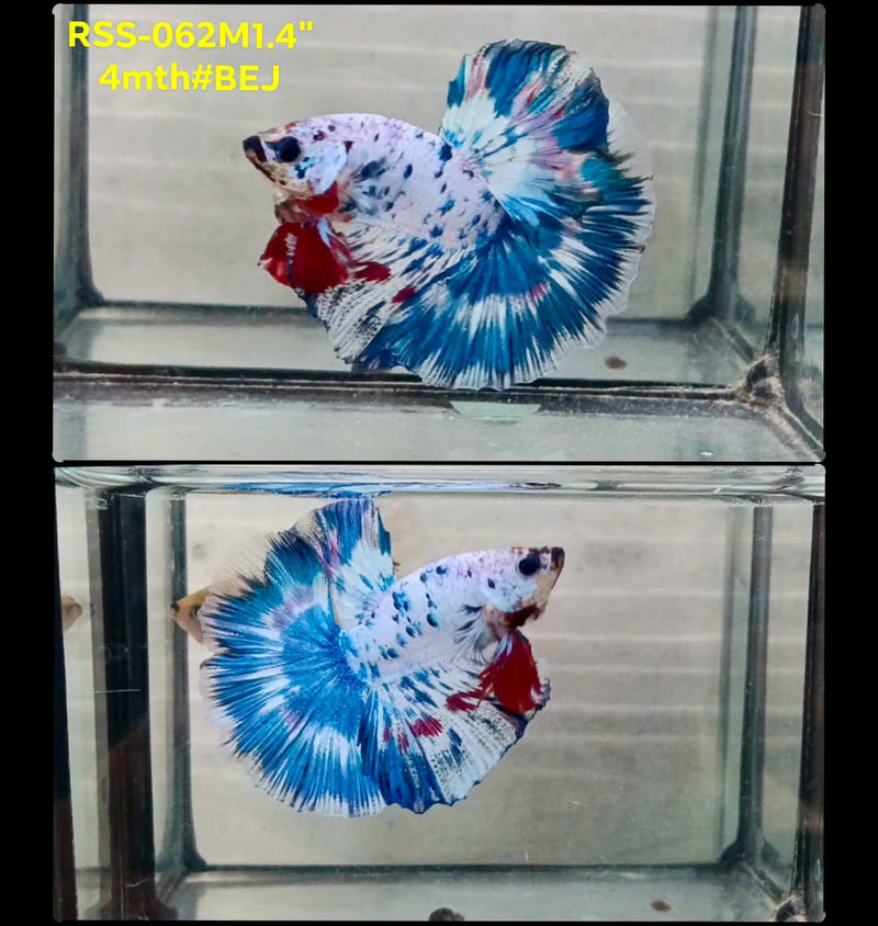 Live Male Betta Fancy Blue marble polkadot Halfmoon (RSS-062) High quality What you see What you get!!