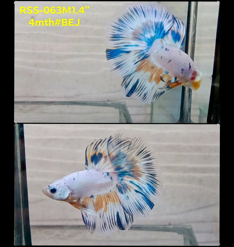 Live Male Betta Fancy Blue  marble polkadot Halfmoon (RSS-063) High quality What you see What you get!!