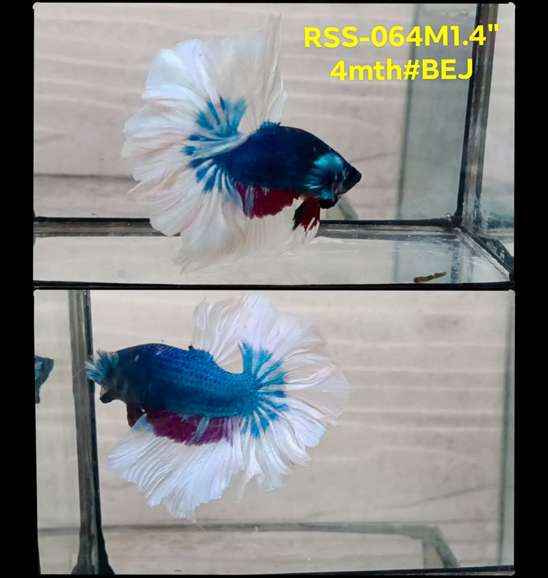 Live Male Betta Fancy Blue marble pattern Halfmoon Rosetail (RSS-064) High quality What you see What you get!!