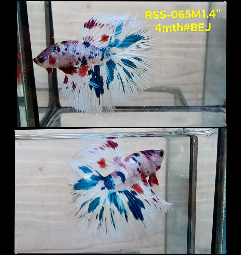 Live Male Betta Fancy Koi Halfmoon(RSS-065) High quality What you see What you get!!