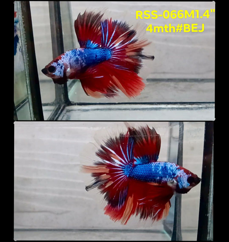 Live Male Betta Fancy Marble Halfmoon(RSS-066) High quality What you see What you get!!