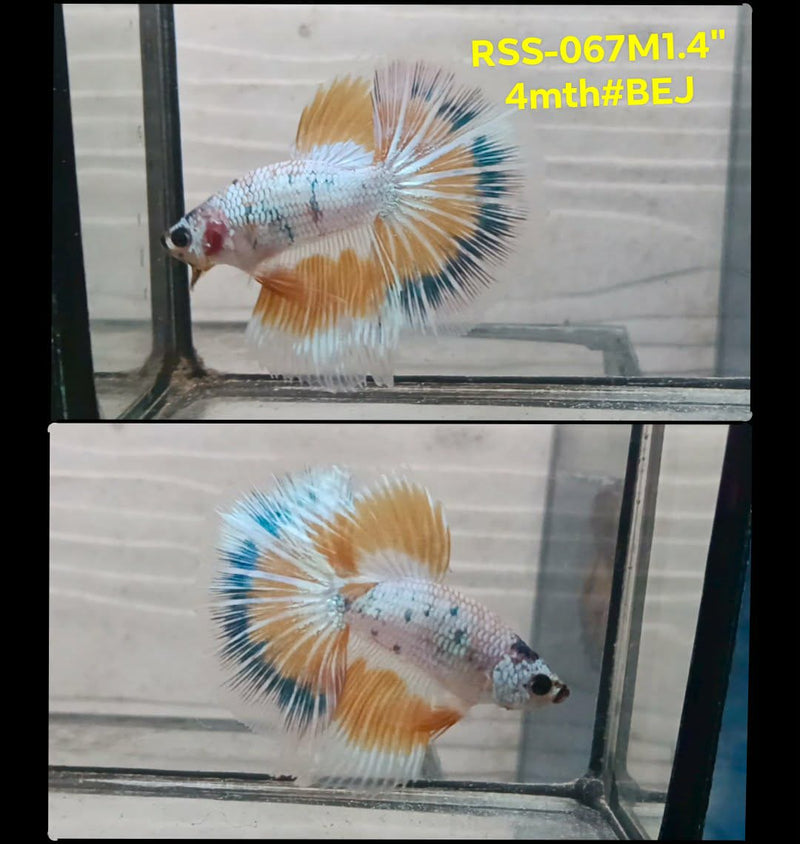 Live Male Betta Fancy Yellow Dragon Halfmoon(RSS-067) High quality What you see What you get!!
