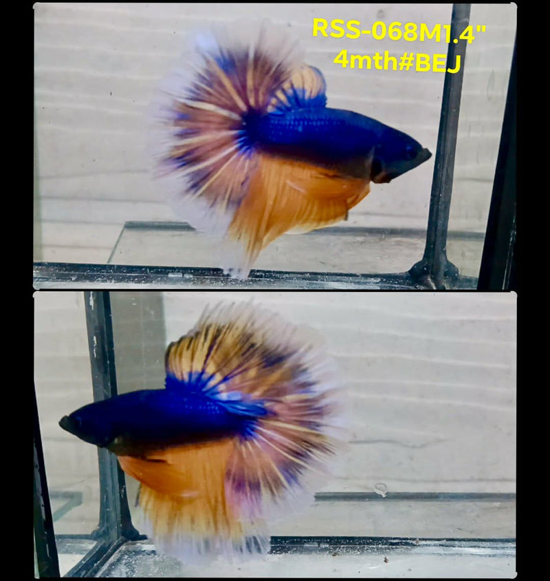Live Male Betta Yellow Blue Mustard Halfmoon(RSS-068) High quality What you see What you get!!
