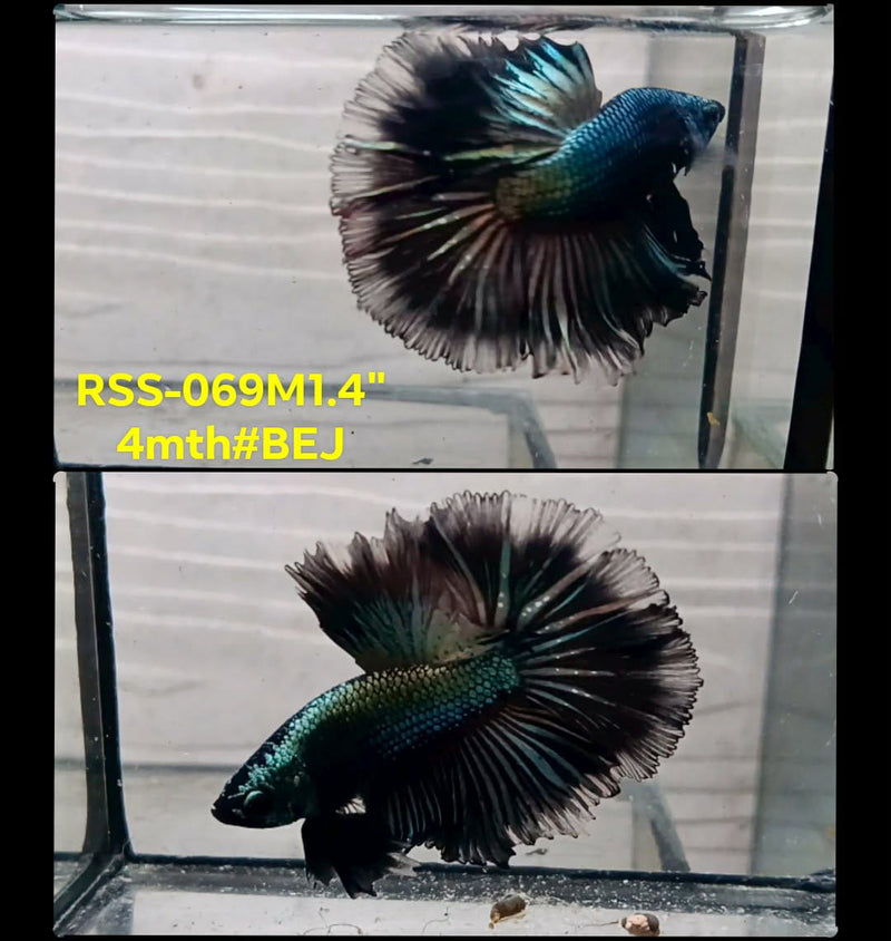 Live Male Betta Black Copper Dragon Halfmoon(RSS-069) High quality What you see What you get!!