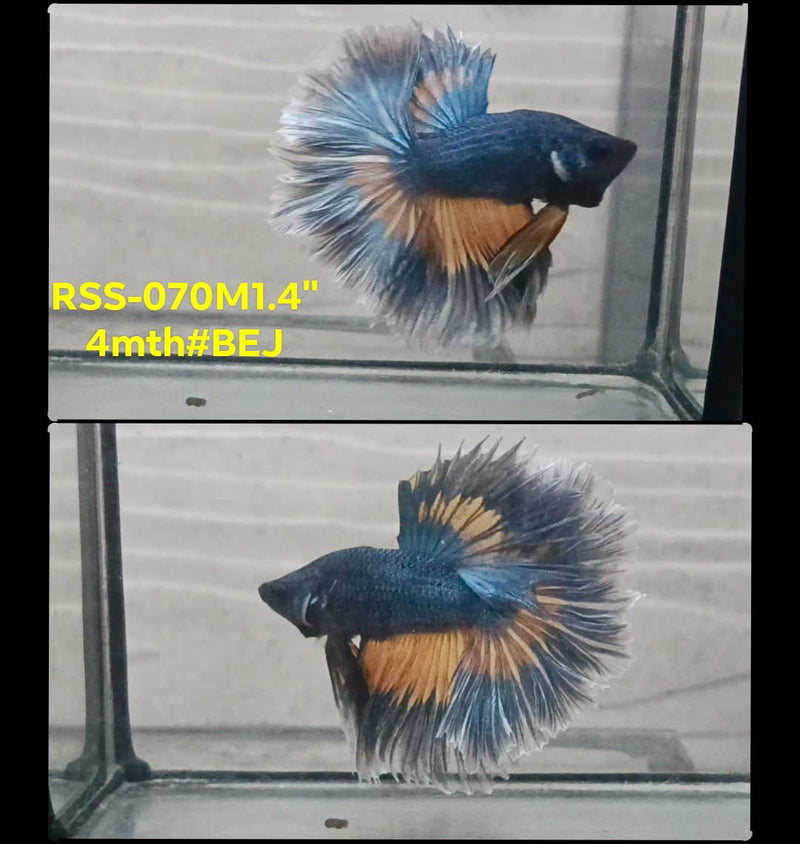 Live Male Betta Yellow Blue Mustard Halfmoon(RSS-070) High quality What you see What you get!!