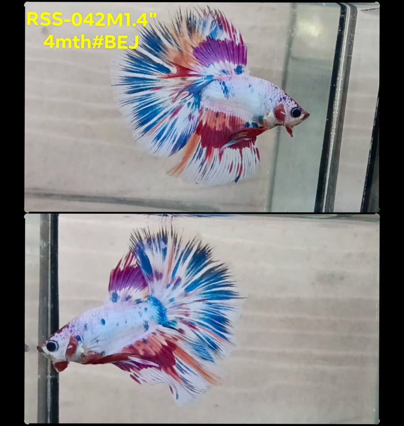 Live Male Betta Fancy Marble Tri-colors Halfmoon (RSS-042) High quality What you see What you get!!