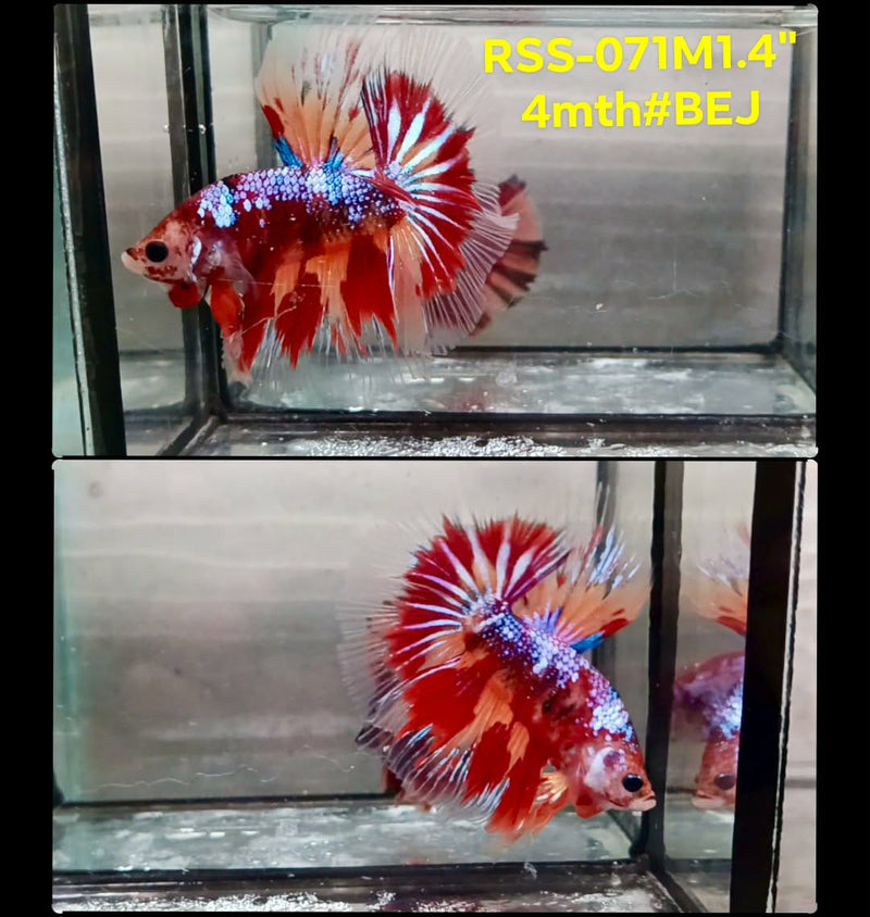 Live Male Betta Galaxy Nemo Halfmoon (RSS-071) High quality what you see what you get!!