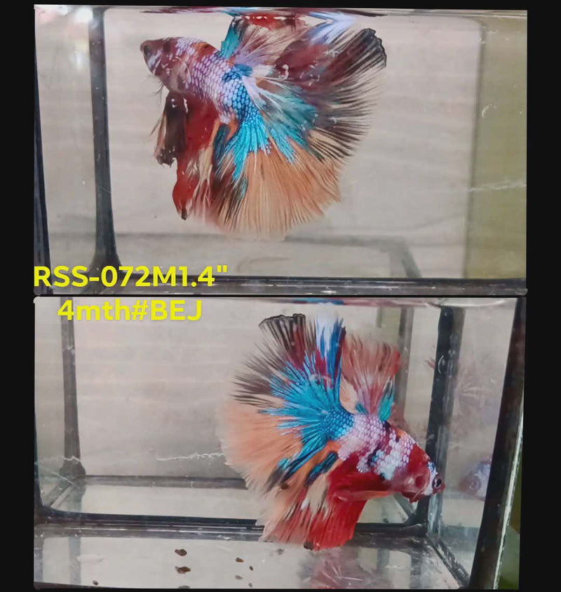 Live Male Betta Galaxy Koi Halfmoon (RSS-072) High quality what you see what you get!!