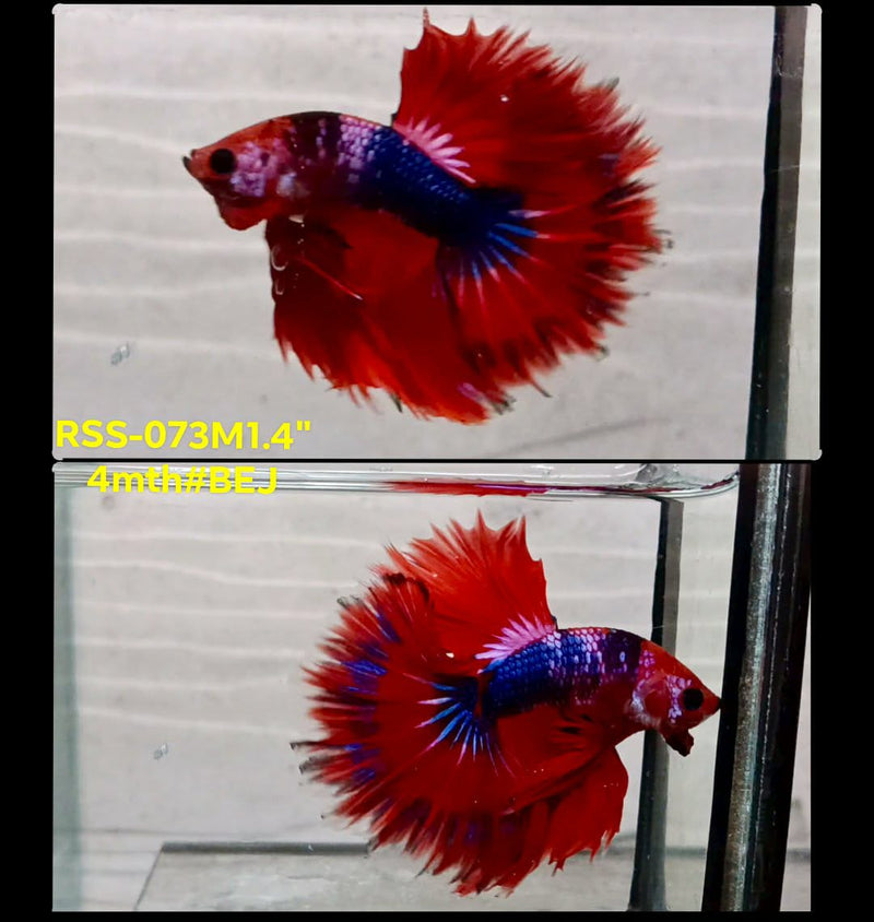 Live Male Betta Fancy Red Koi Halfmoon (RSS-073) High quality what you see what you get!!