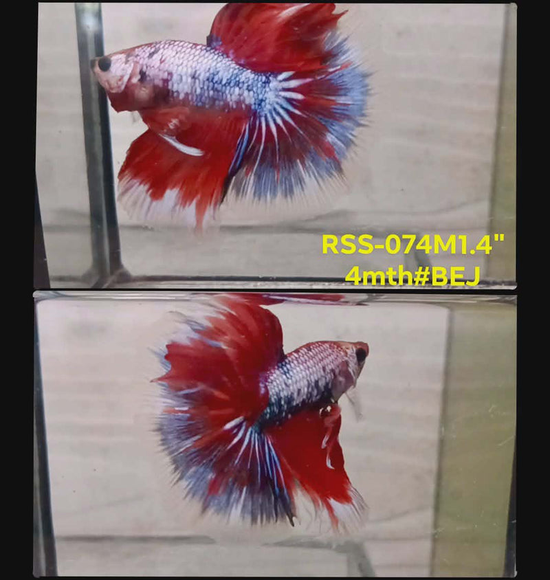 Live Male Betta Fancy Dragon Halfmoon(RSS-074) High quality what you see what you get!!