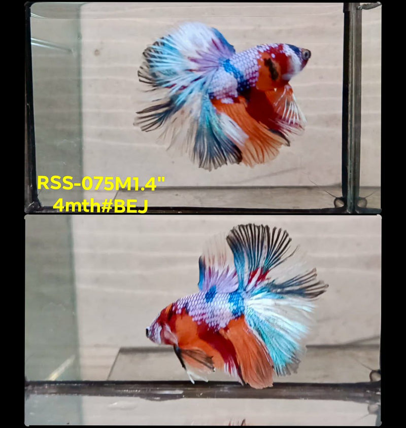 Live Male Betta Galaxy Nemo Halfmoon(RSS-075) High quality what you see what you get!!