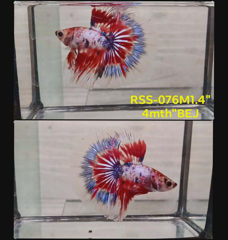 Live Male Betta Fancy Marble Halfmoon(RSS-076) High quality what you see what you get!!