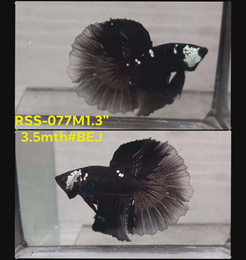 Live Male Betta Black Samurai Halfmoon(RSS-077) High quality what you see what you get!!