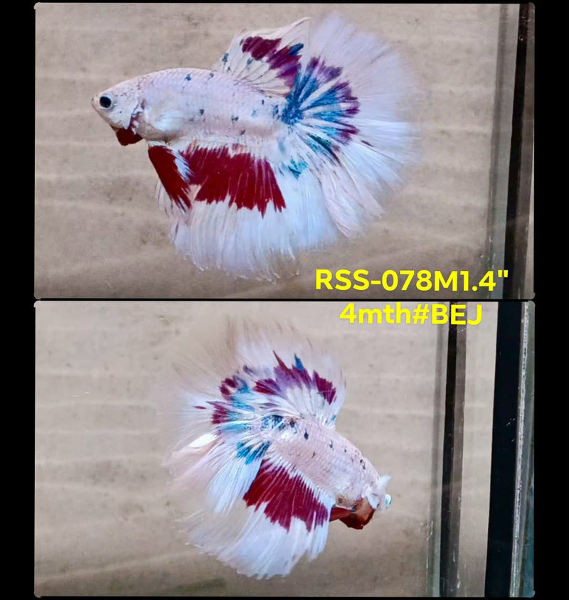 Live Male Betta Fancy Dragon Halfmoon(RSS-078) High quality what you see what you get!!