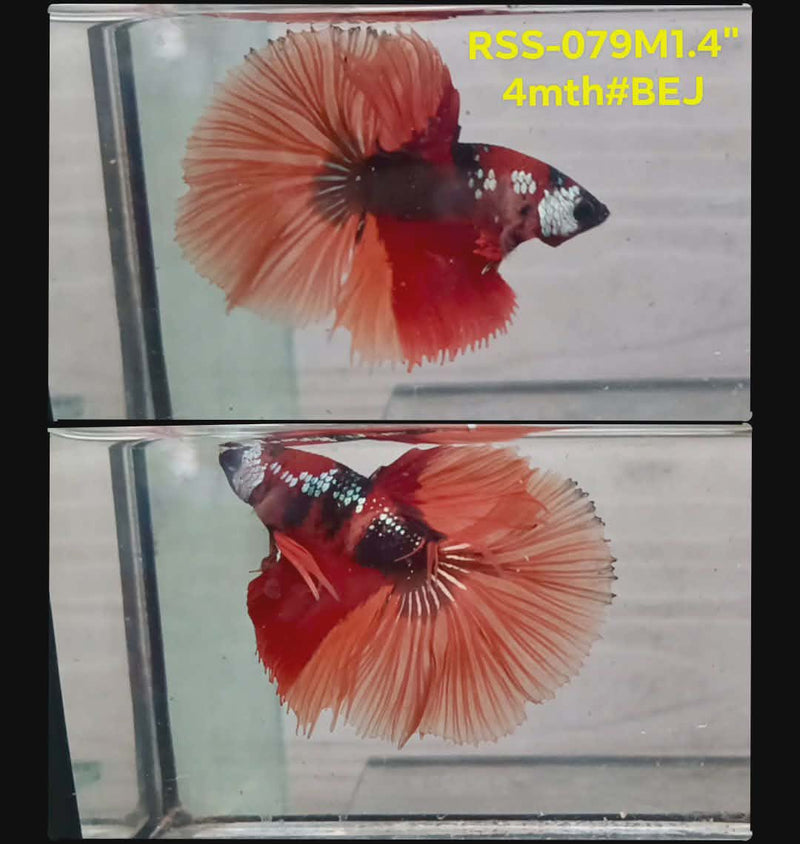 Live Male Betta Orange Red Galaxy Nemo Halfmoon(RSS-079) High quality what you see what you get!!