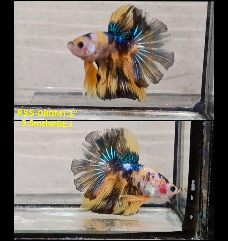 Live Male Betta Yellow Tiger Koi metallic Halfmoon (RSS-080) High quality what you see what you get!!