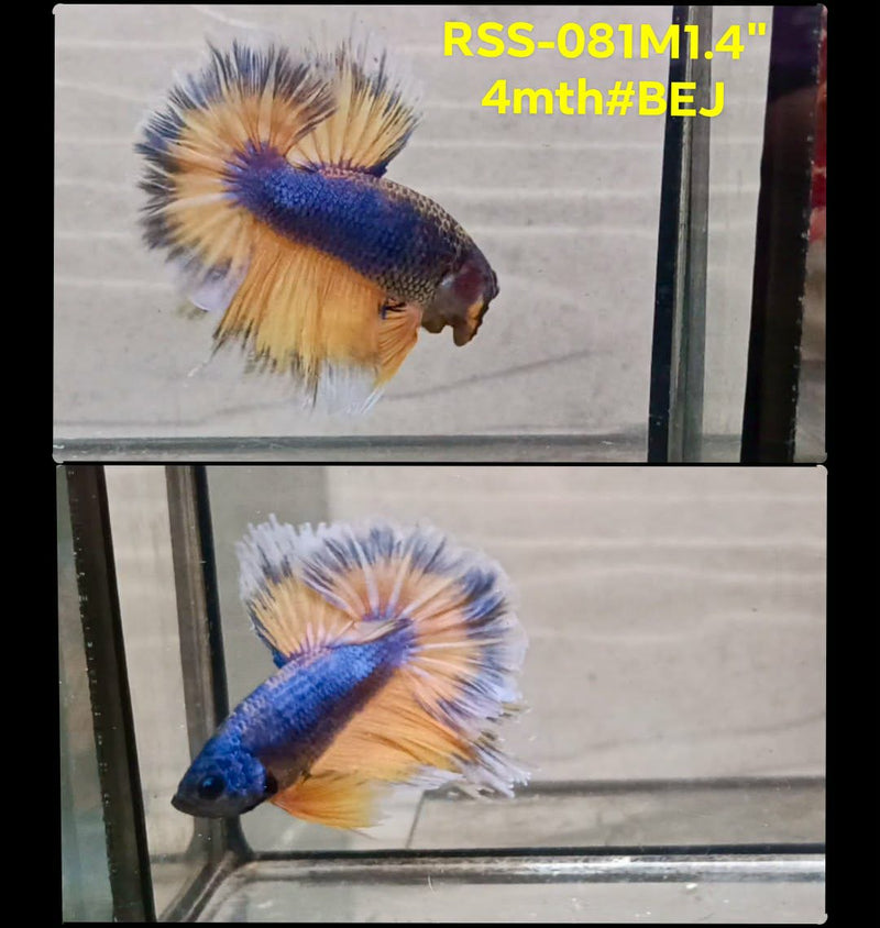 Live Male Betta Yellow Blue Mustard Over Halfmoon (RSS-081) High quality what you see what you get!!