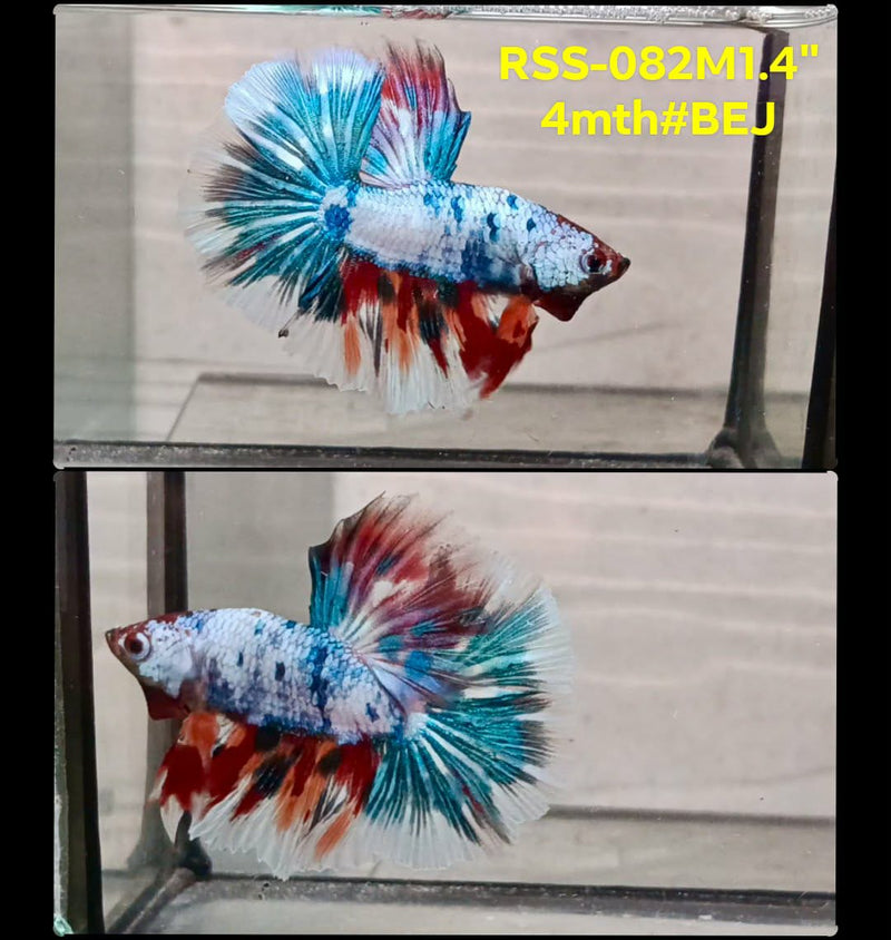 Live Male Betta Fancy Marble Three colors Halfmoon (RSS-082) High quality what you see what you get!!