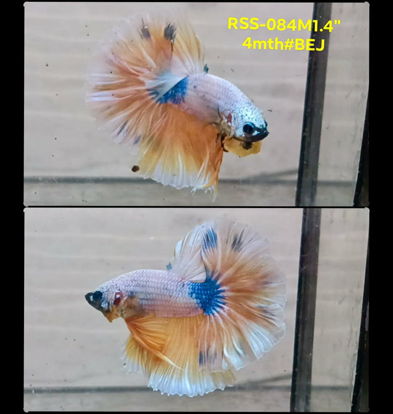 Live Male Betta Fancy Yellow Marble Halfmoon (RSS-083) High quality what you see what you get!!
