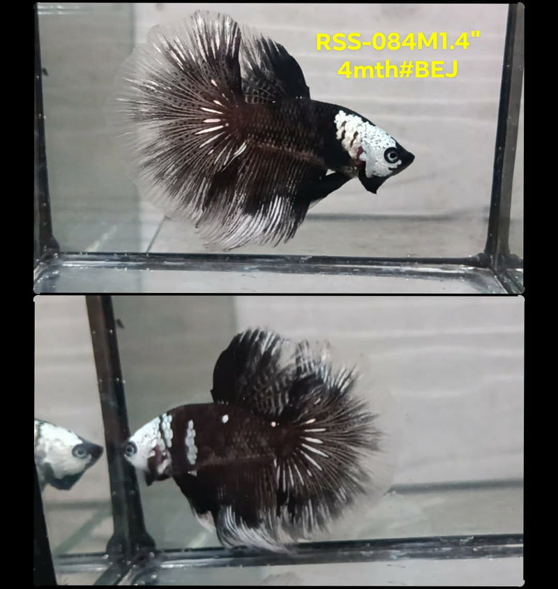 Live Male Betta Black Samurai Halfmoon (RSS-084) High quality what you see what you get!!
