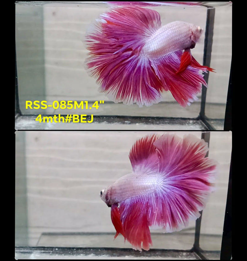 Live Male Betta Fancy Pink Sweet colors Halfmoon (RSS-085) High quality what you see what you get!!