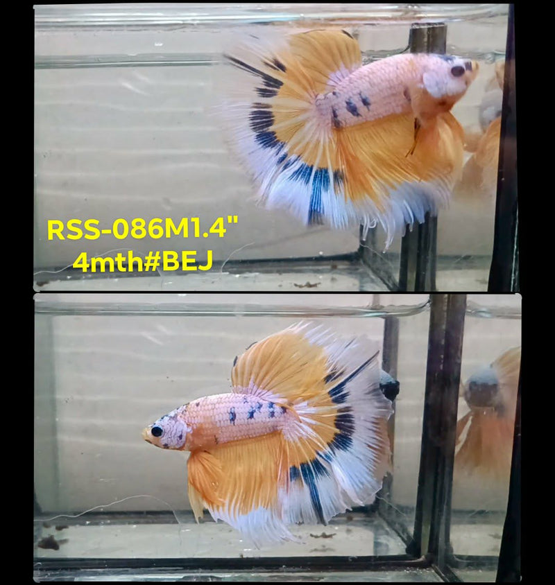 Live Male Betta Fancy Dragon Halfmoon (RSS-086) High quality what you see what you get!!