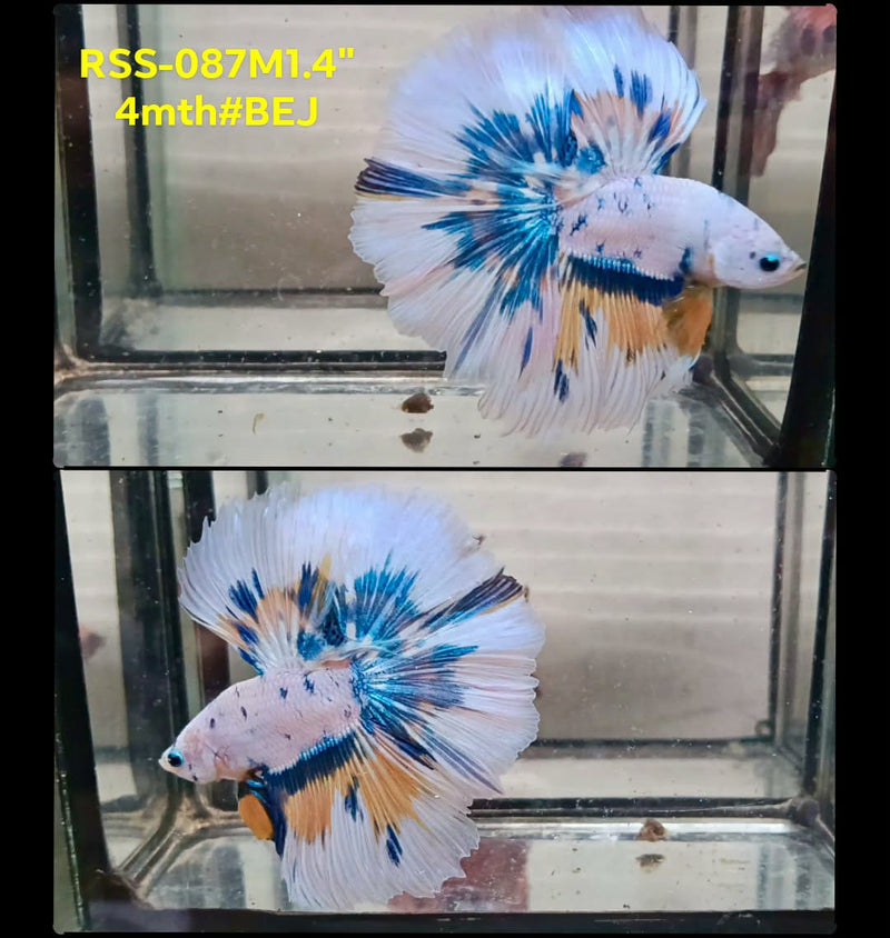 Live Male Betta Fancy Marble Polkadot Over Halfmooon (RSS-087) High quality what you see what you get!!