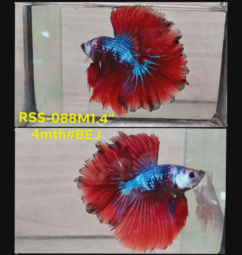 Live Male Betta Red Galaxy Koi Halfmooon Rosetail (RSS-088) High quality what you see what you get!!