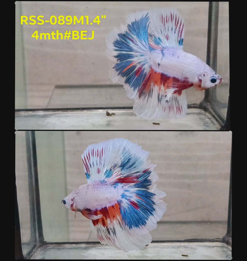 Live Male Betta Fancy Marble Three Colors Halfmooon(RSS-089) High quality what you see what you get!!