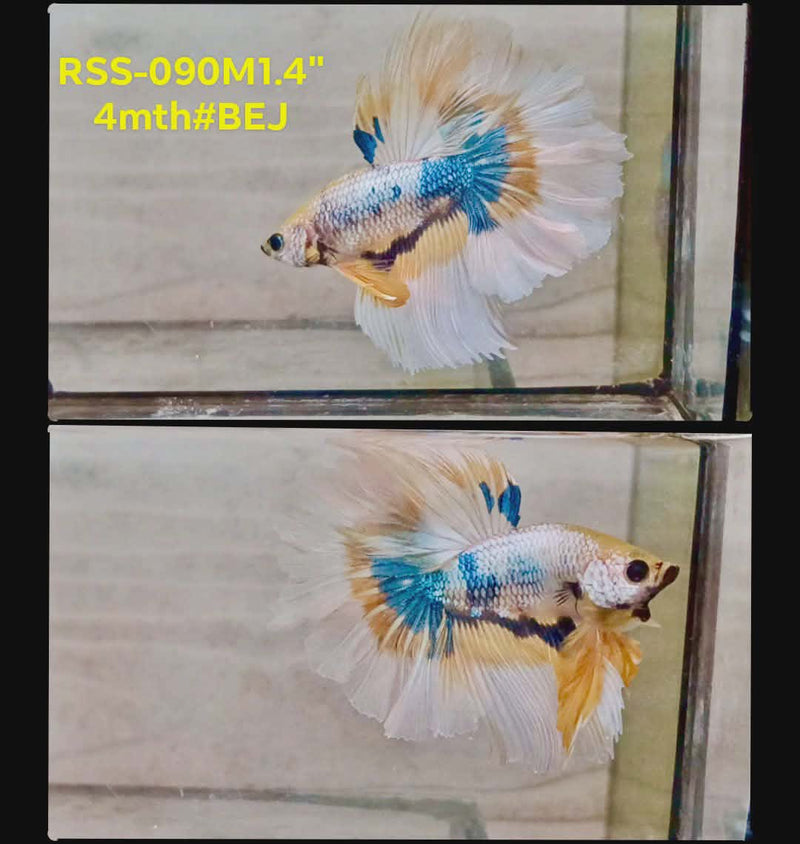 Live Male Betta Fancy Yellow Marble Three Colors Halfmooon(RSS-090) High quality what you see what you get!!