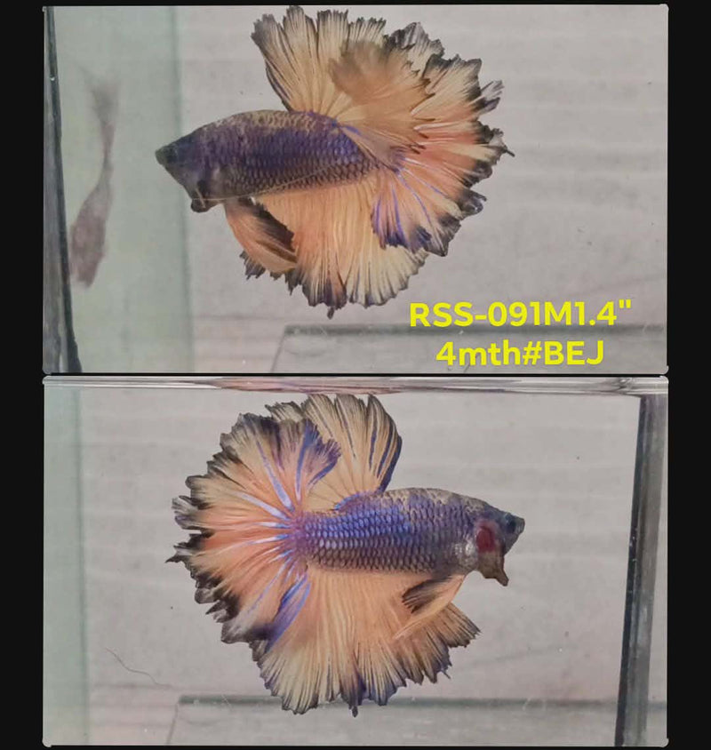 Live Male Betta Yellow Blue Mustard Halfmooon Rosetail(RSS-091) High quality what you see what you get!!