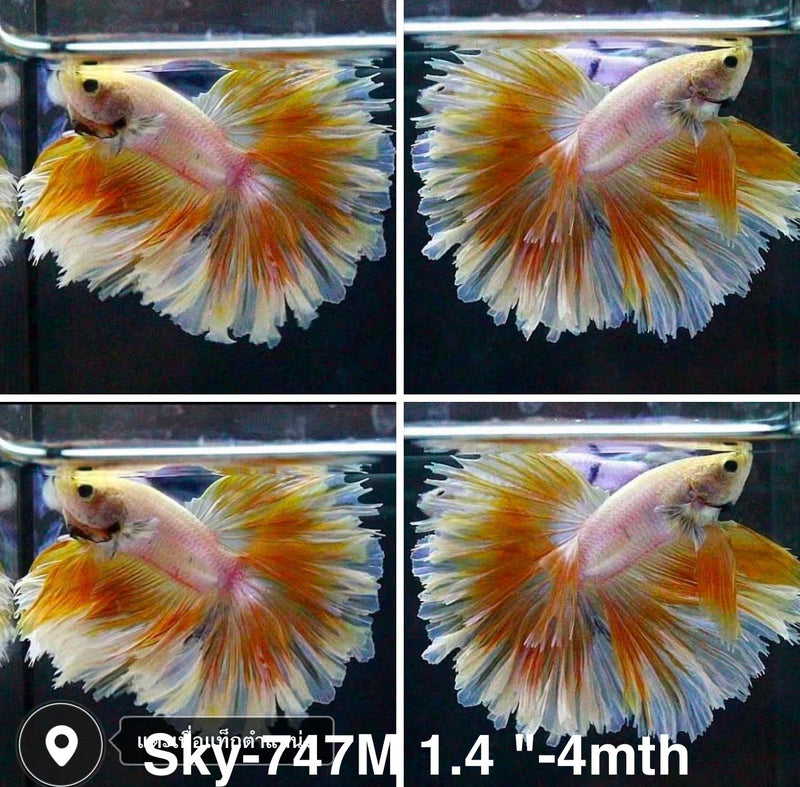 Live Male Betta Fancy Yellow Light colors Halfmoon Rosetail (Sky-747) High quality what you see what you get!!