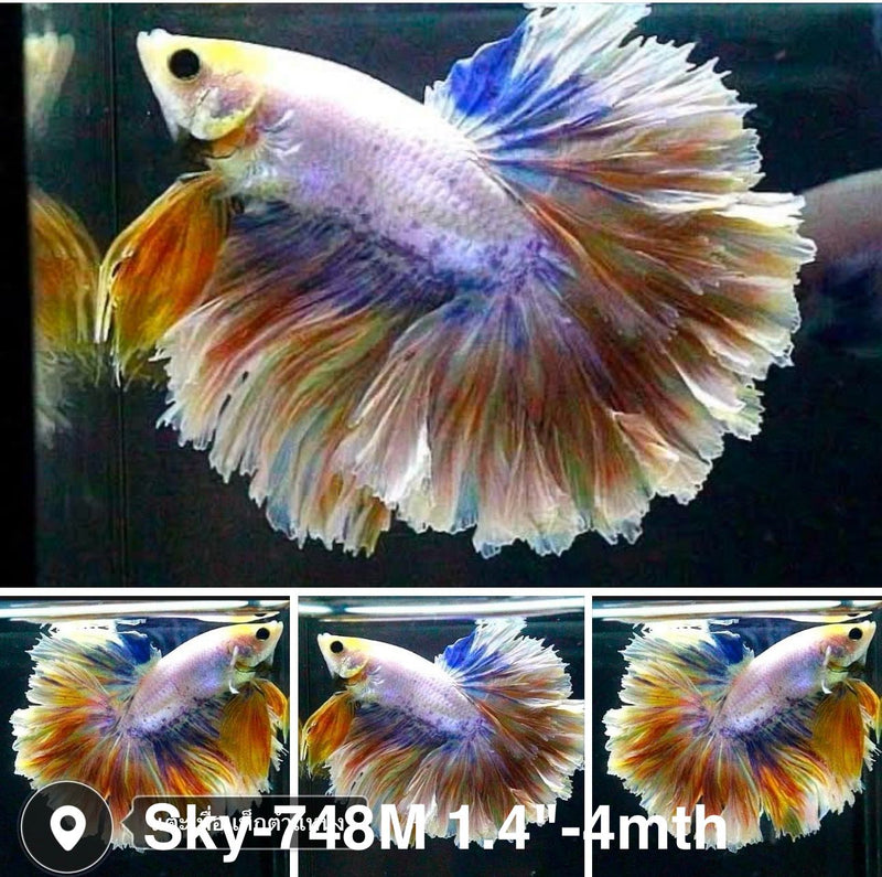 Live Male Betta Fancy Yellow Light colors Halfmoon Rosetail (Sky-748) High quality what you see what you get!!