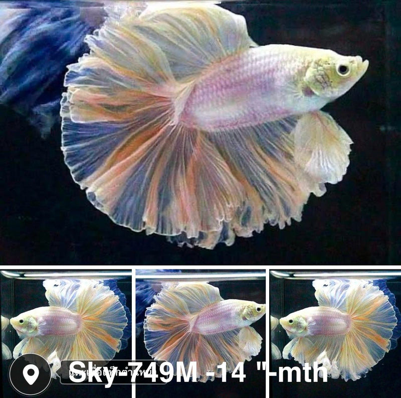 Live Male Betta Fancy Light Pastel colors Halfmoon Rosetail (Sky-749) High quality what you see what you get!!