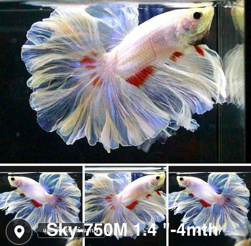 Live Male Betta Fancy Light Pastel colors Halfmoon Rosetail (Sky-750) High quality what you see what you get!!